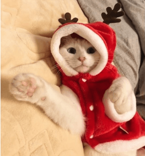 Festive Santa Claus Dog Costume For Small Dogs - Perfect For Christmas Celebrations!-2